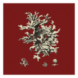Red and Tan Coral III