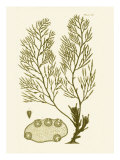 Dramatic Seaweed IV