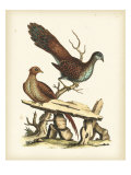 Regal Pheasants I
