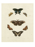 Butterflies III