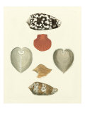 Knorr Shells III