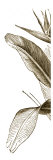 Bird of Paradise Triptych I