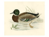 Morris Ducks I