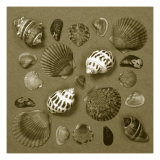Shell Collector Series V