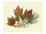 Red Maple  Tamarack and White Pine