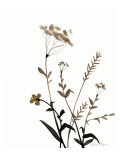 Watermark Wildflowers X