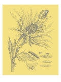 Nature's Optimism I