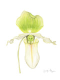 Orchid Beauty IV