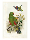 Gould Parrots I