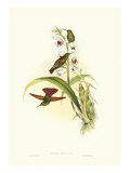 Gould Hummingbird II