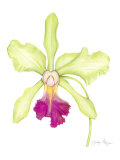 Orchid Beauty III