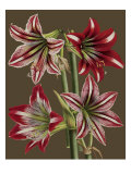 Lush Amaryllis II