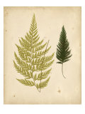 Cottage Ferns I