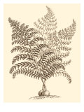 Sepia Munting Foliage VI