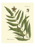 Antique Fern II
