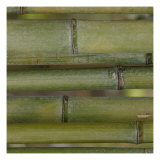 Nature's Textures V