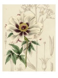 Floral Pairings II