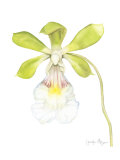 Orchid Beauty I