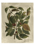 Deshayes Tree II