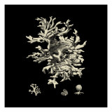 Black and Tan Coral III