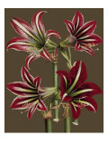 Lush Amaryllis I