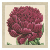 Peony Collection V