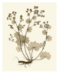 Sepia Nature Study I