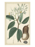 Tropical Infusion I