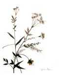 Watermark Wildflowers VIII