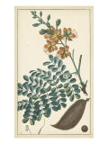 Tropical Infusion III
