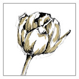 Tulip Sketch II