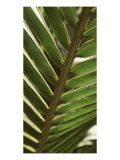 Patterned Nature IV