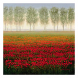 Morning Mist
