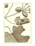 Cropped Sepia Botanical I