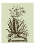Vintage Aloe I