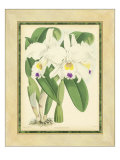 Fitch Orchid III