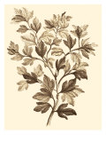Sepia Munting Foliage I