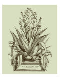 Vintage Aloe IV