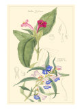 Botanical IV