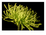 Fuji Mum III