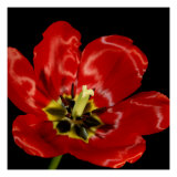 Shimmering Tulips III