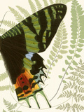 Butterfly Symmetry II