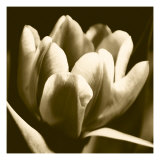 Sepia Tulip I