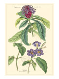 Botanical III