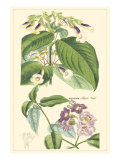 Botanical II