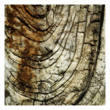 Nature's Textures III