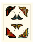 Cramer Butterflies II