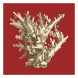 Coral on Red I