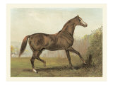 Cassell's Horse III