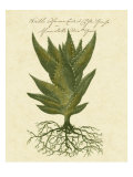 Thornton Exotics I